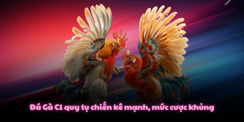 Đá Gà C1 Là Gì? 3 Tiêu Chuẩn Khắt Khe Nhất Cần Biết 2 Đá Gà C1 quy tụ chiến kê mạnh, mức cược khủng