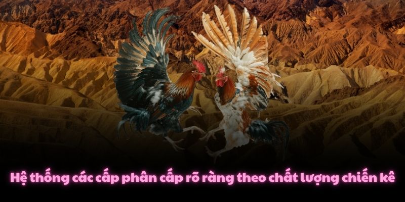 Đá Gà C1 Là Gì? 3 Tiêu Chuẩn Khắt Khe Nhất Cần Biết 4 Hệ thống các cấp phân cấp rõ ràng theo chất lượng chiến kê