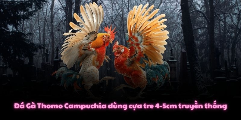 Chi Tiết Đá Gà Thomo - Luật Chơi 10 Hiệp X 60 Giây Đặc Trưng 2 Đá Gà Thomo Campuchia dùng cựa tre 4-5cm truyền thống
