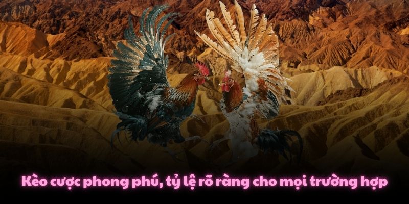 Chi Tiết Đá Gà Thomo - Luật Chơi 10 Hiệp X 60 Giây Đặc Trưng 4 Kèo cược phong phú, tỷ lệ rõ ràng cho mọi trường hợp